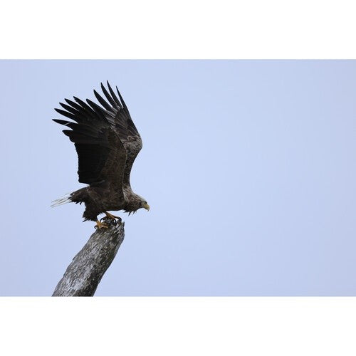 CANON RF 100-400mm f5.6-8 IS USM Lens RF100-400mm