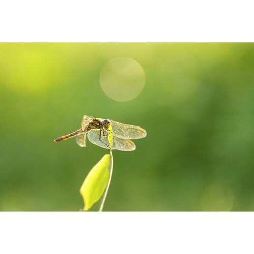 Sigma 105mm f2.8 DG DN Macro Art Lens (Sony E)