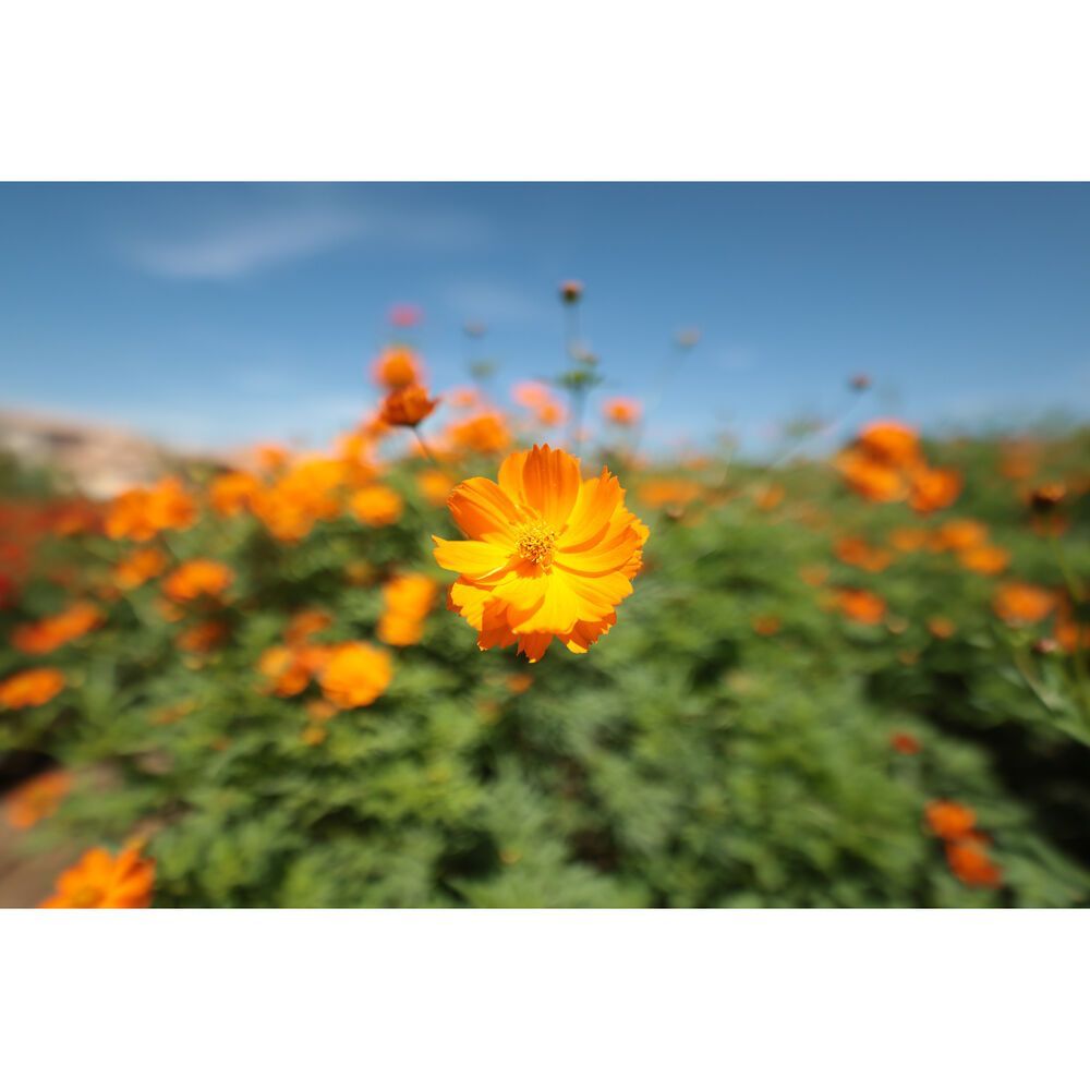 Canon RF14mm f1.4 L VCM Lens RF 14mm Full Frame Lens